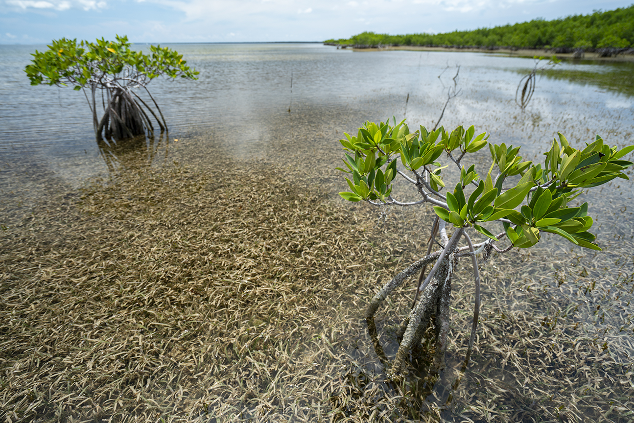 Supporting the Pew Fellows Program in Marine Conservation