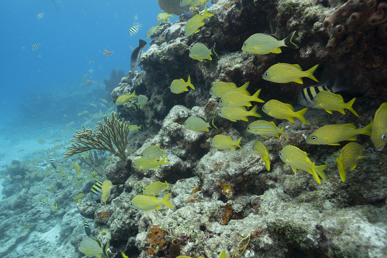 Development of Coral Nurseries to Restore Damaged Coral Reef Communities at Biscayne National Park