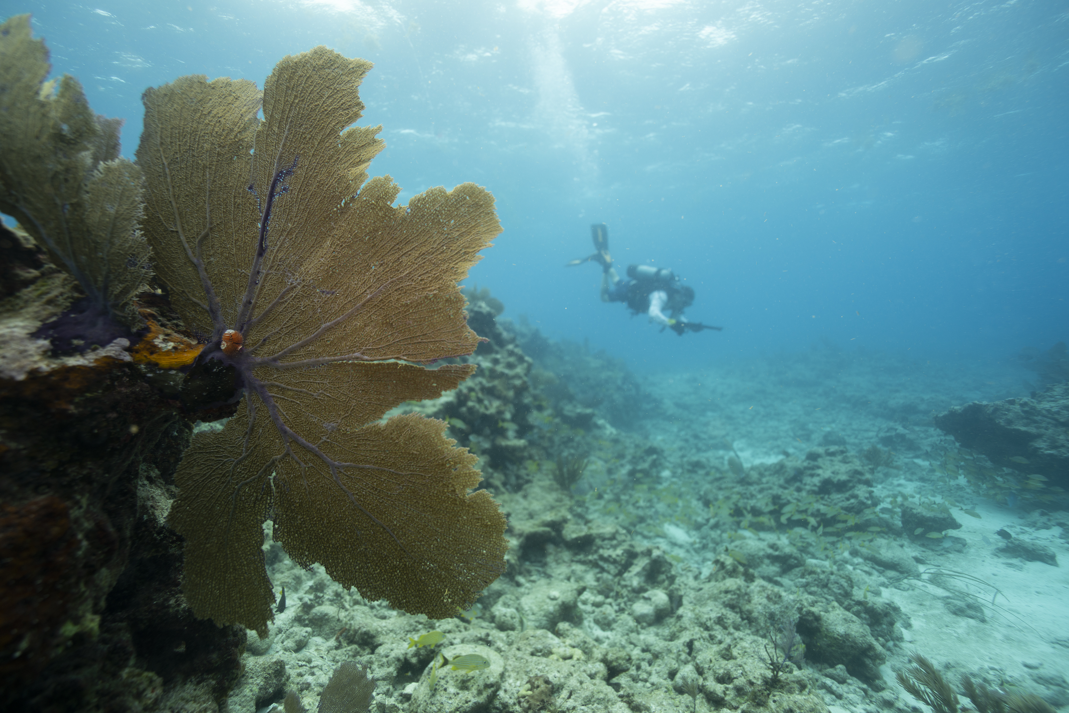 Science in Support of Management and Restoration in Biscayne National Park