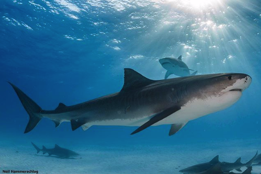 Discovering Where Tiger Sharks Give Birth