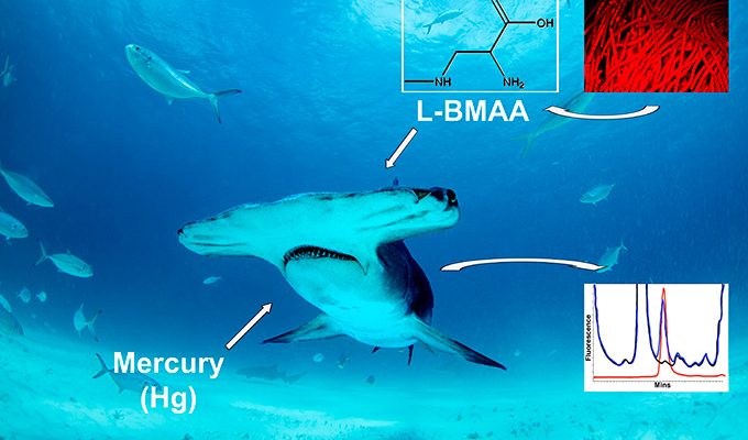 Cyanobacterial Toxin BMAA in Elasmobrach Fishes from South Florida Coastal Waters