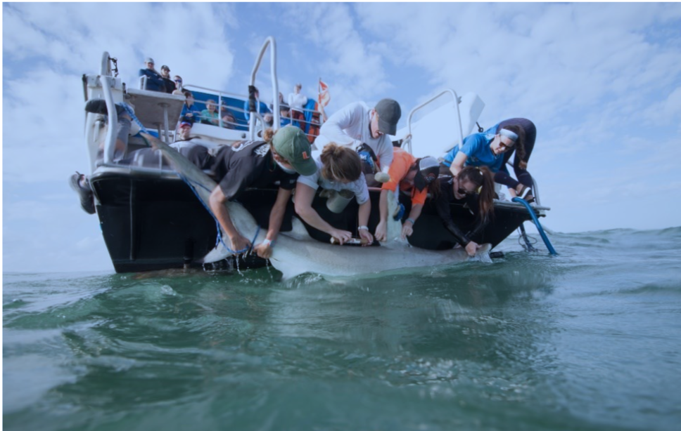 Bridging Stark County and Biscayne National Park – Championing Ocean Health Together