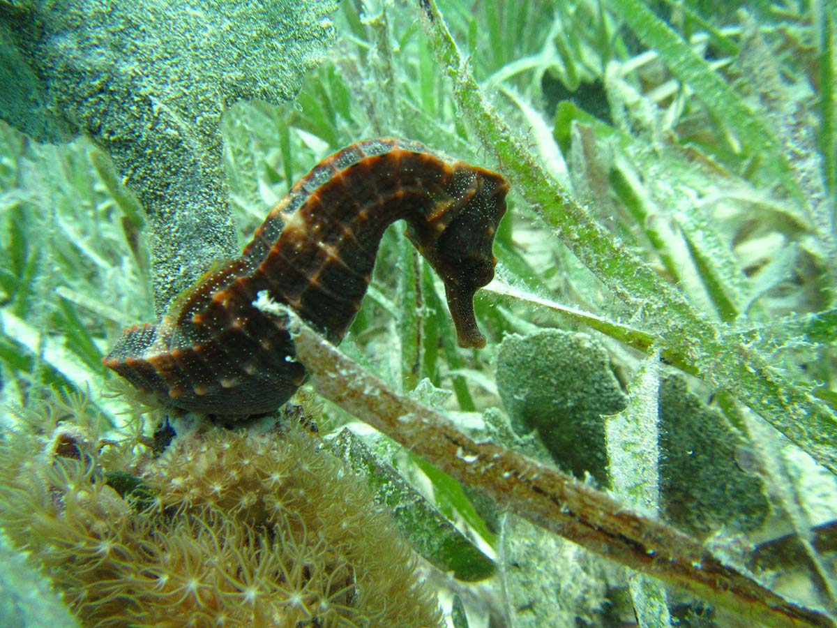 Seahorse Distribution and Marine Conservation in Biscayne National Park