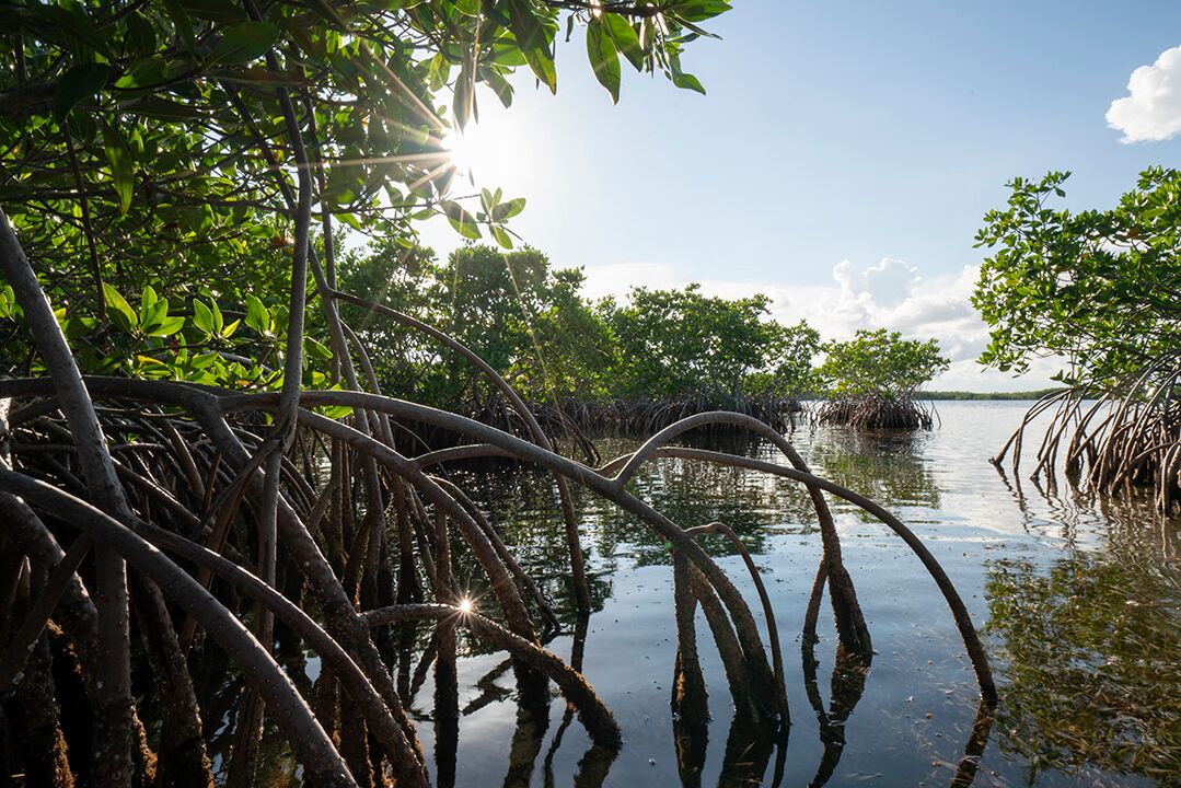 The Flood Risk Reduction Benefits of Florida’s Mangroves During Hurricane Irma