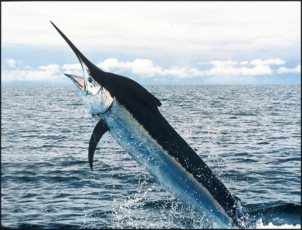 Research Project to Protect Sailfish/Billfish