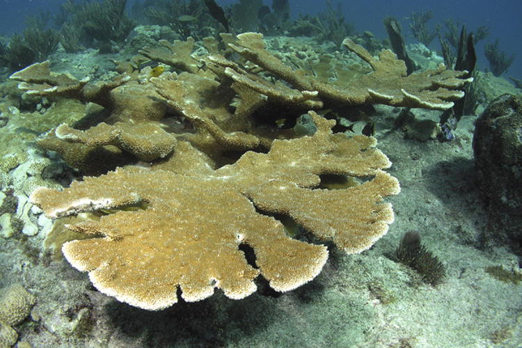 Support of the Water Quality Studies in the lower south Florida Keys (Looe Key National Marine Sanctuary), the only high-frequency long-term water quality monitoring program for a coral reef ecosystem anywhere in the world