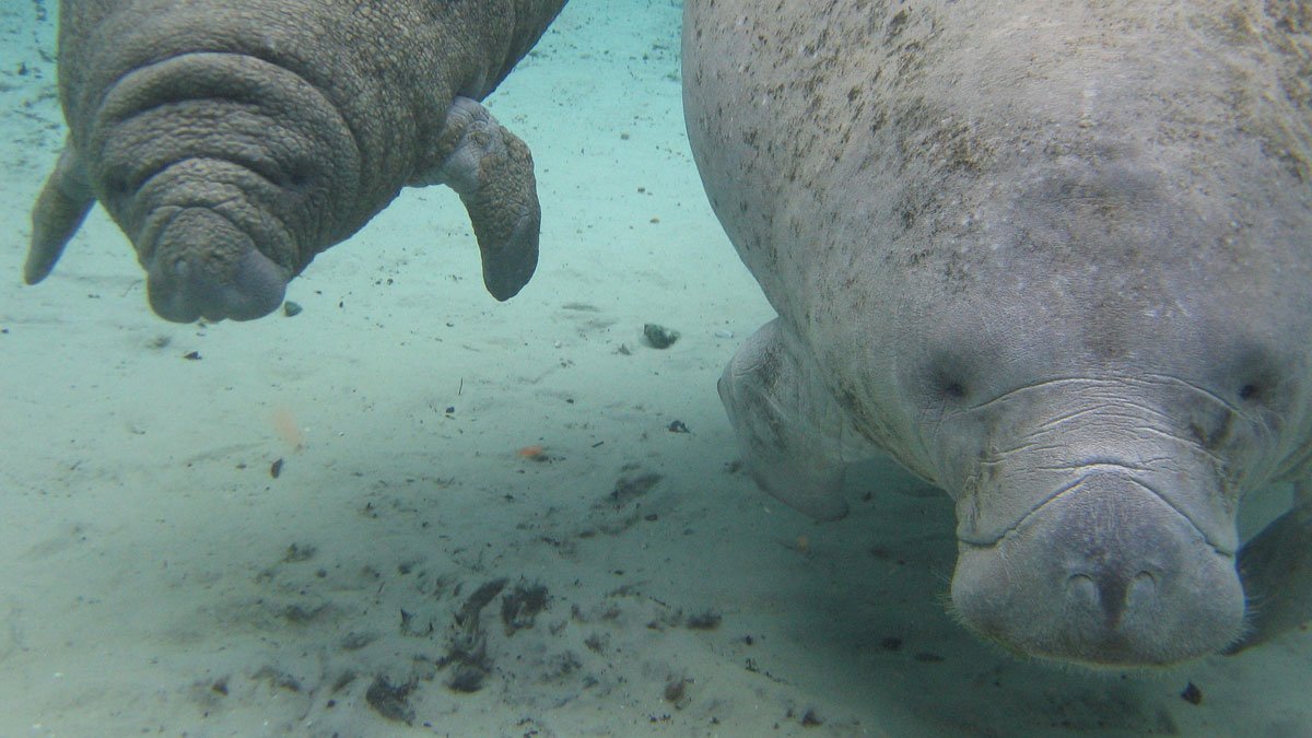 Manatees are Endangered: Challenging the FWS Proposal to Downlist Them