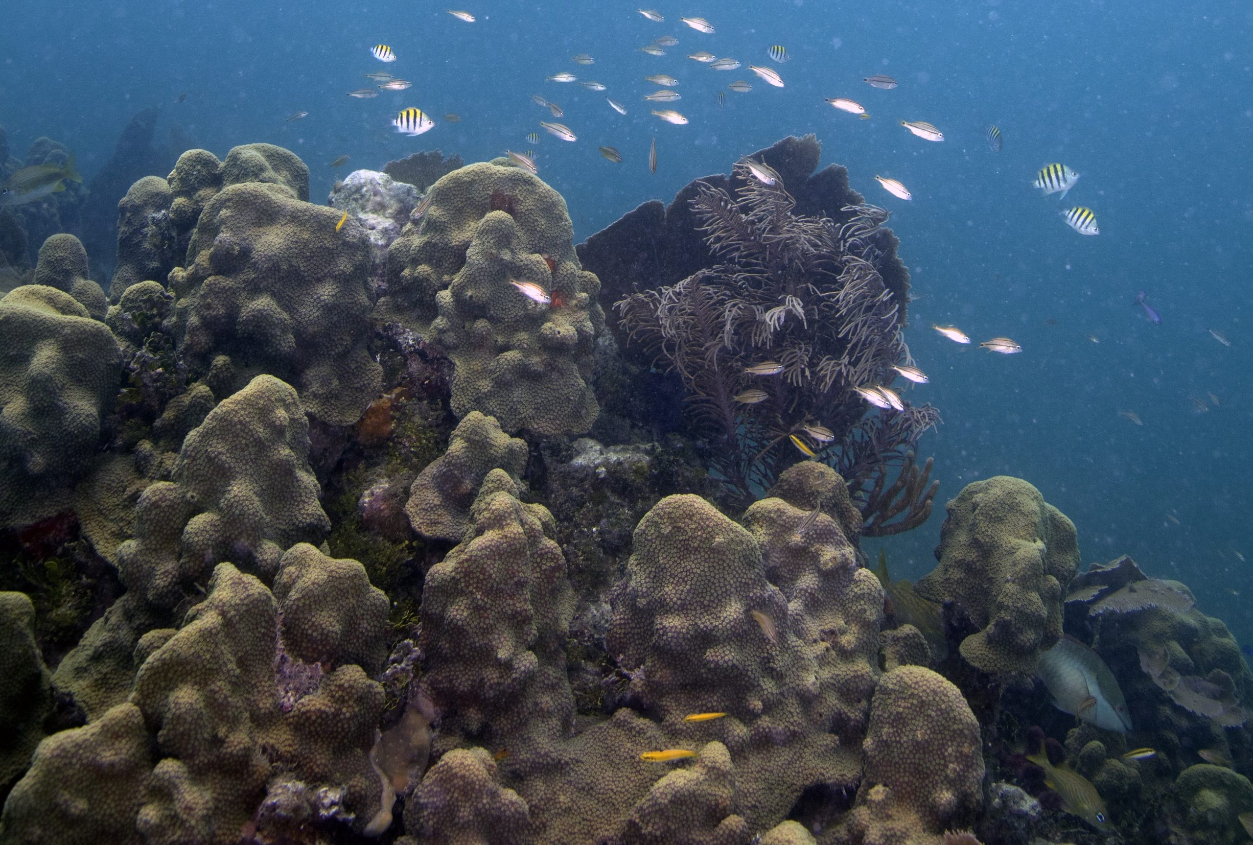 Rebuilding Coral Populations Through Reefs of Opportunity