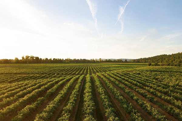 Regenerative Agriculture