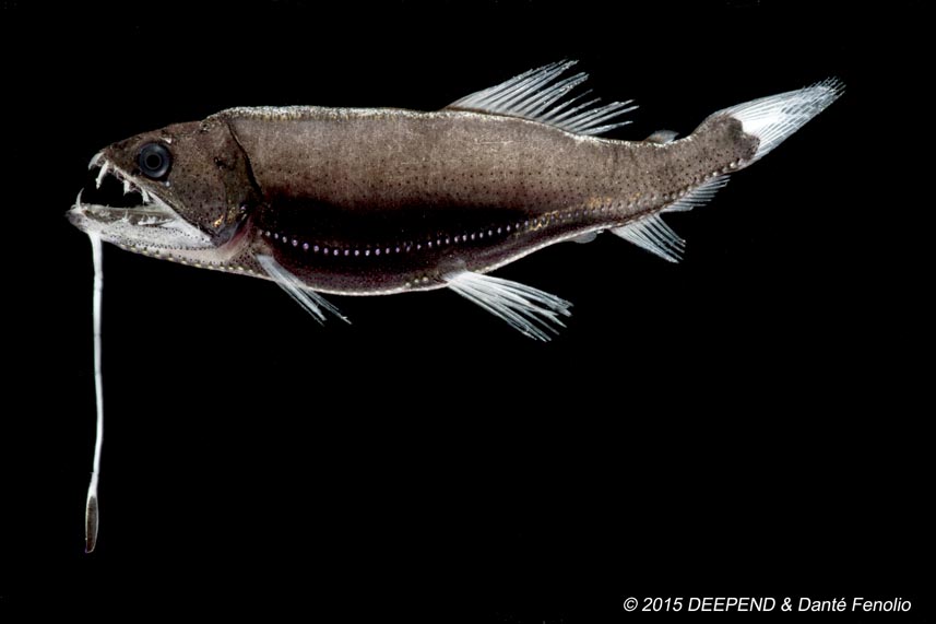 Conservation Genetics of Deep-Sea Fishes: Biodiversity, Genome Structure, and Molecular Adaptation