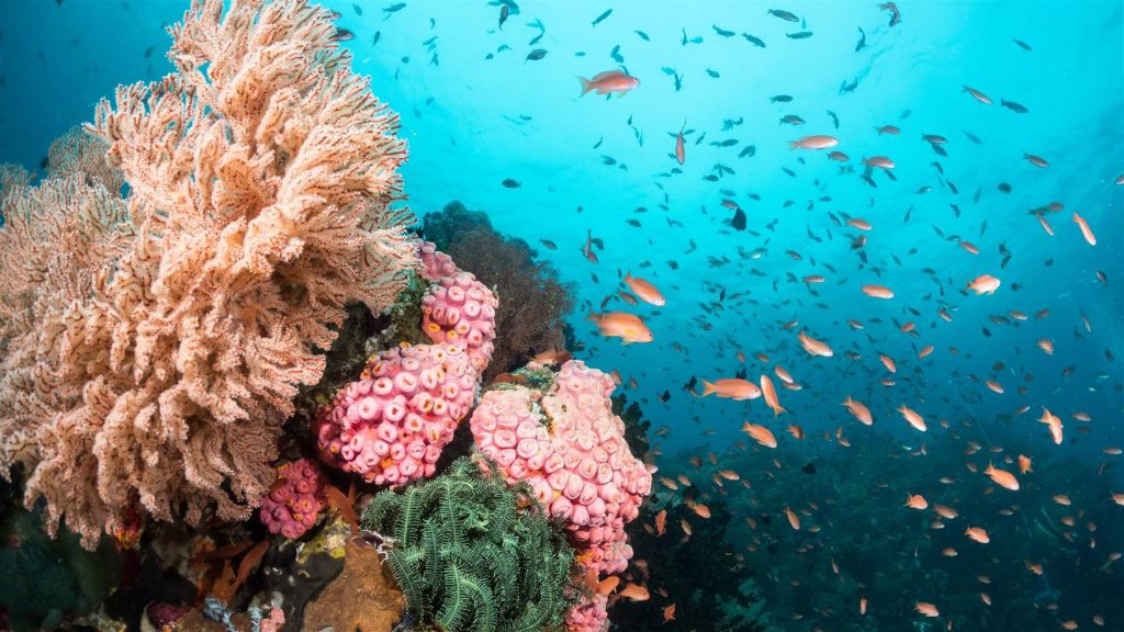 A coral reef in the Philippines