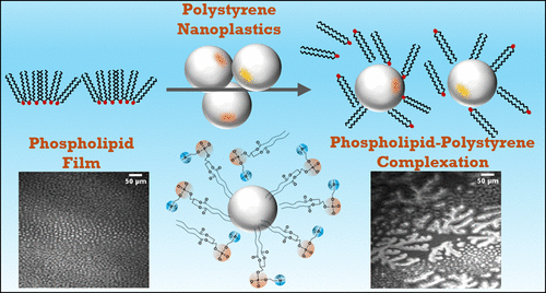 How Nanoplastics Disrupt Cellular Membrane Structure