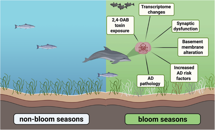 Harmful algal blooms linked to Alzheimer’s-like brain changes in Florida’s Indian River Lagoon dolphins