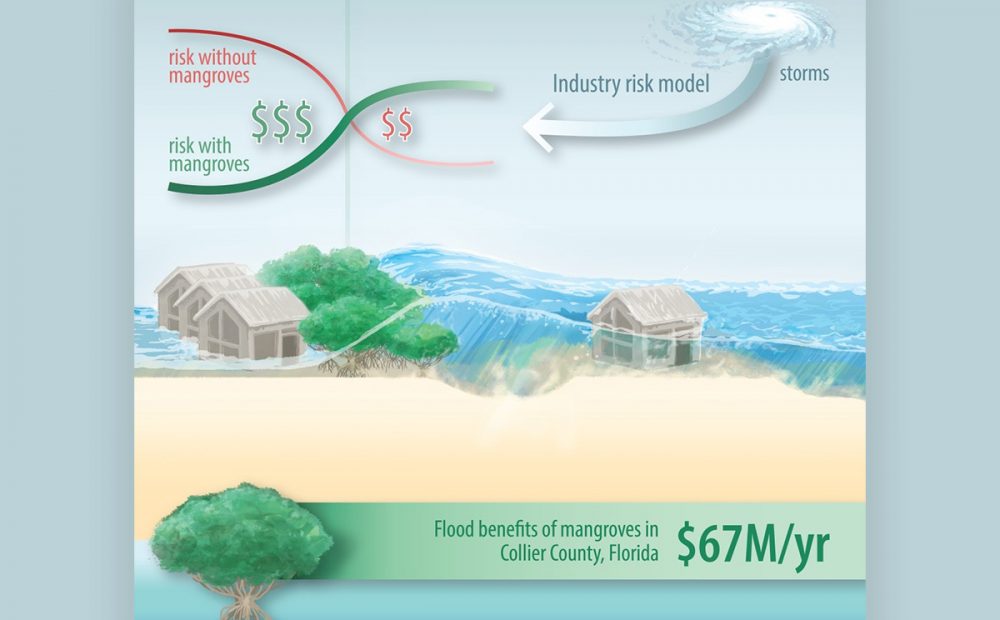 New Study Quantifies How Mangroves Cut Property Damage During Hurricanes