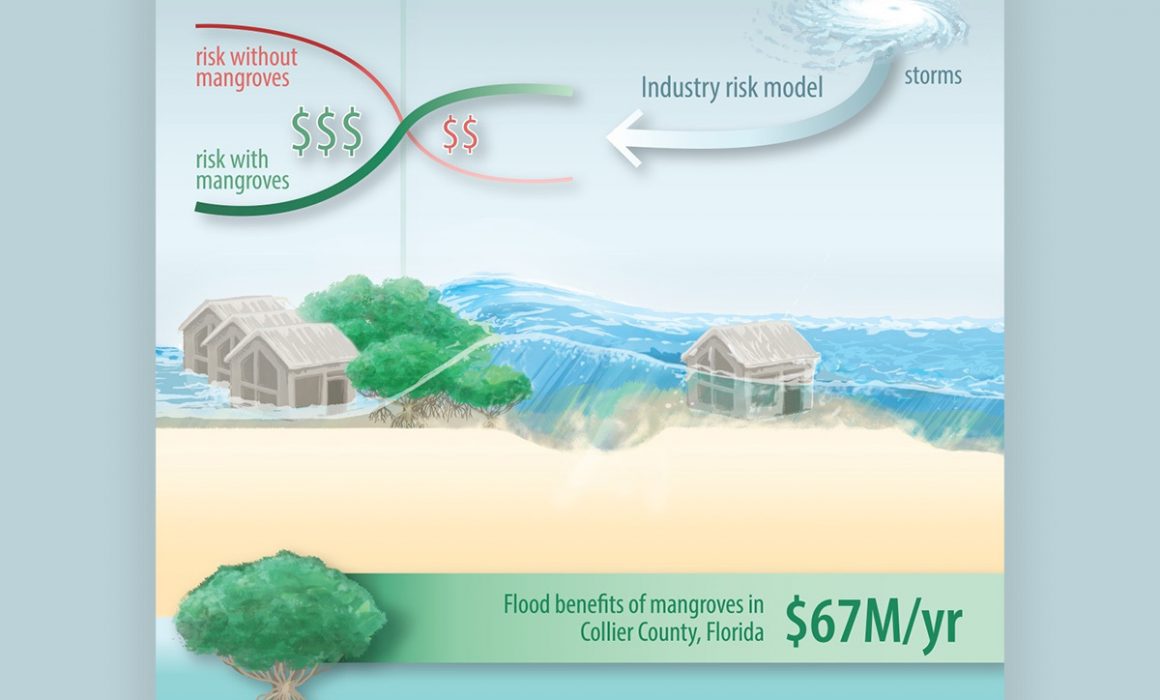 New Study Quantifies How Mangroves Cut Property Damage During Hurricanes