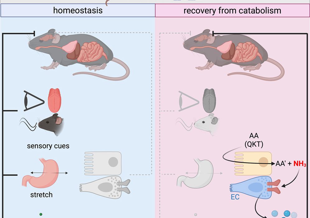 Gut-to-Brain Signaling Mechanism Regulates Protein Intake During Recovery