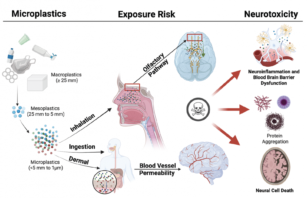 Microplastics and “Negative Neuroplasticity” — Why Tiny Plastics May Threaten Brain Health