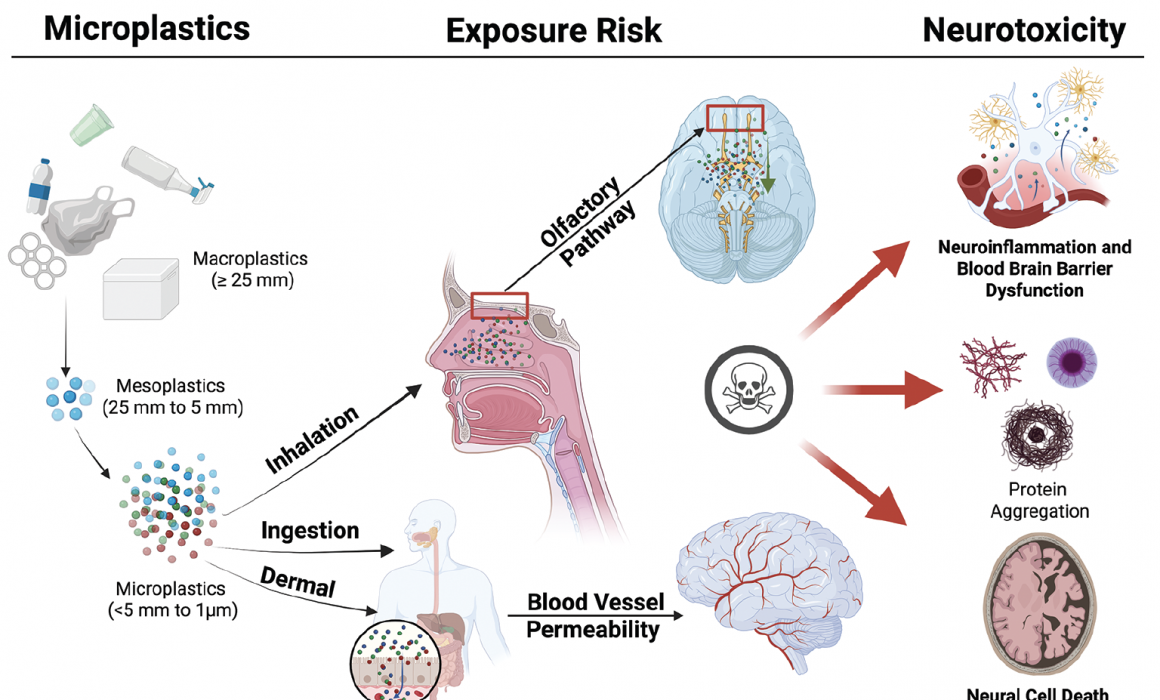 Microplastics and “Negative Neuroplasticity” — Why Tiny Plastics May Threaten Brain Health