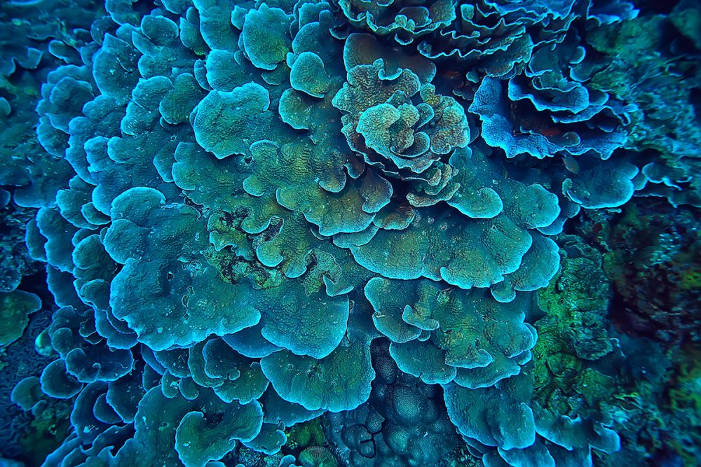 New Gene-Editing Tool Opens the Door to Faster Coral Conservation Research