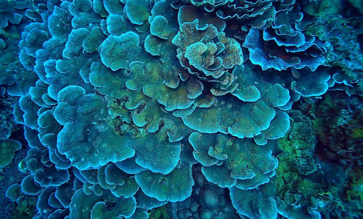 New Gene-Editing Tool Opens the Door to Faster Coral Conservation Research